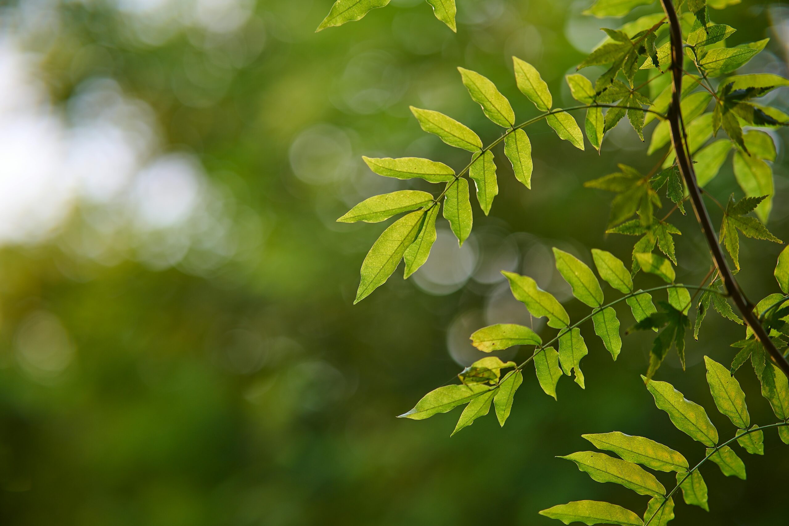 Huzurlu Yaşam Huzurlu Yaşam