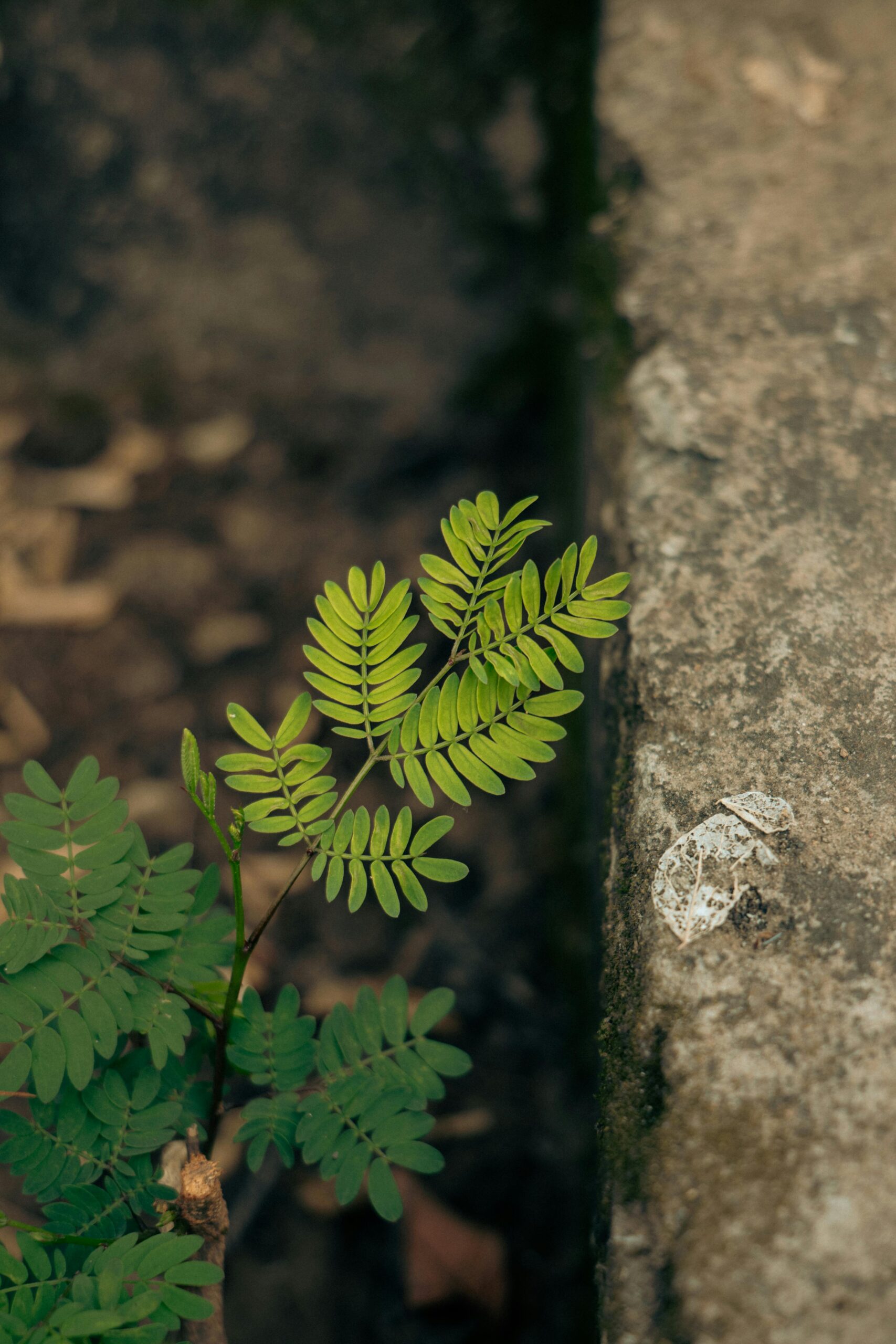 Huzurlu Yaşam Huzurlu Yaşam