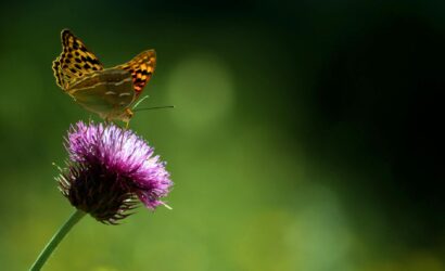 İdeal Kilo İçin Beslenme & Diyet Rehberi: Neleri Uygulamalısınız?