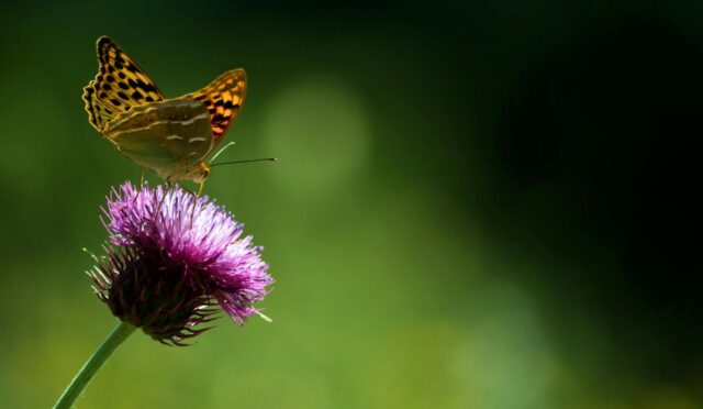 İdeal Kilo İçin Beslenme & Diyet Rehberi: Neleri Uygulamalısınız?