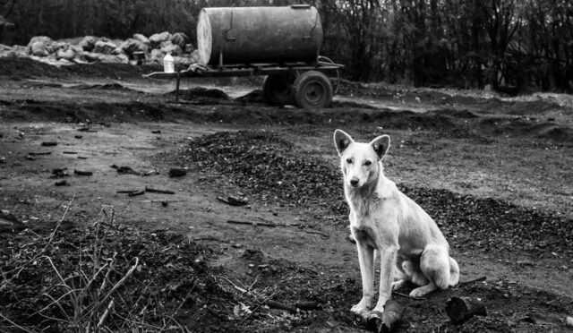 Kırklareli'de, beyaz bir köpeğin rural ortamda oturduğu siyah-beyaz fotoğraf; yaşam önerileri için ilham veriyor.