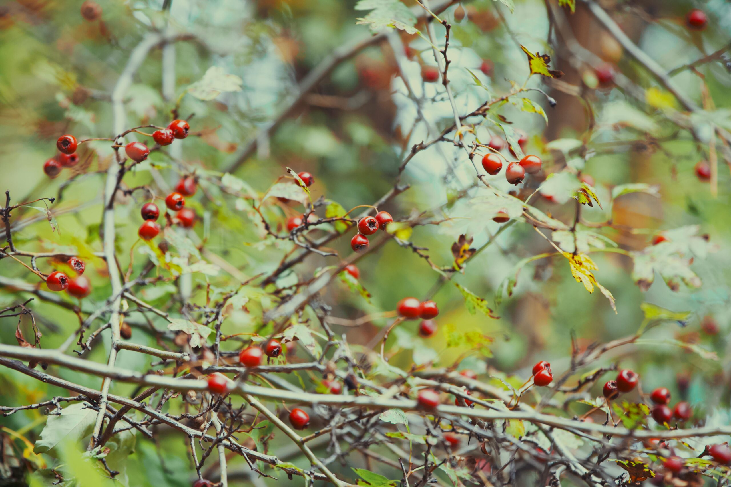 Bitkisel çözümler Bitkisel çözümler