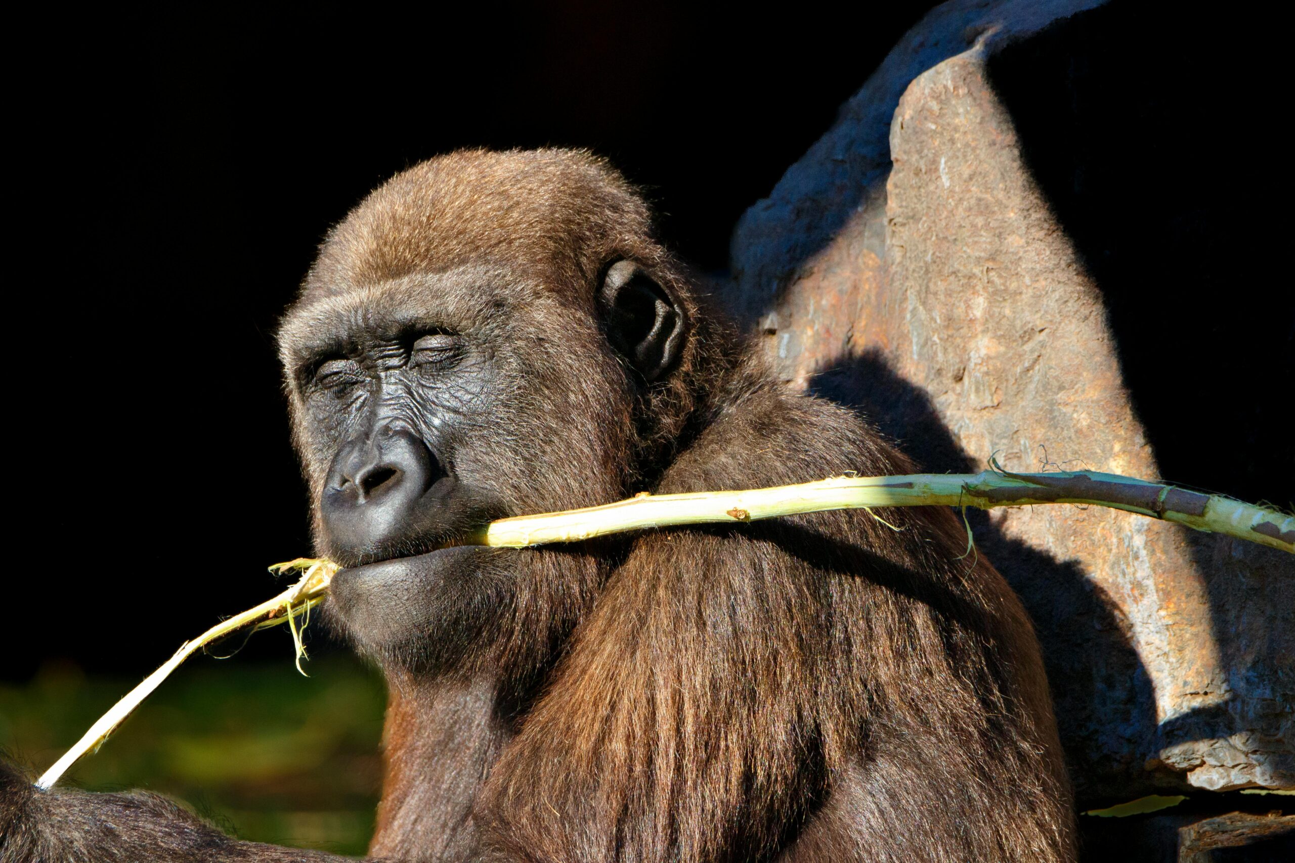 Diyet koruma Diyet koruma