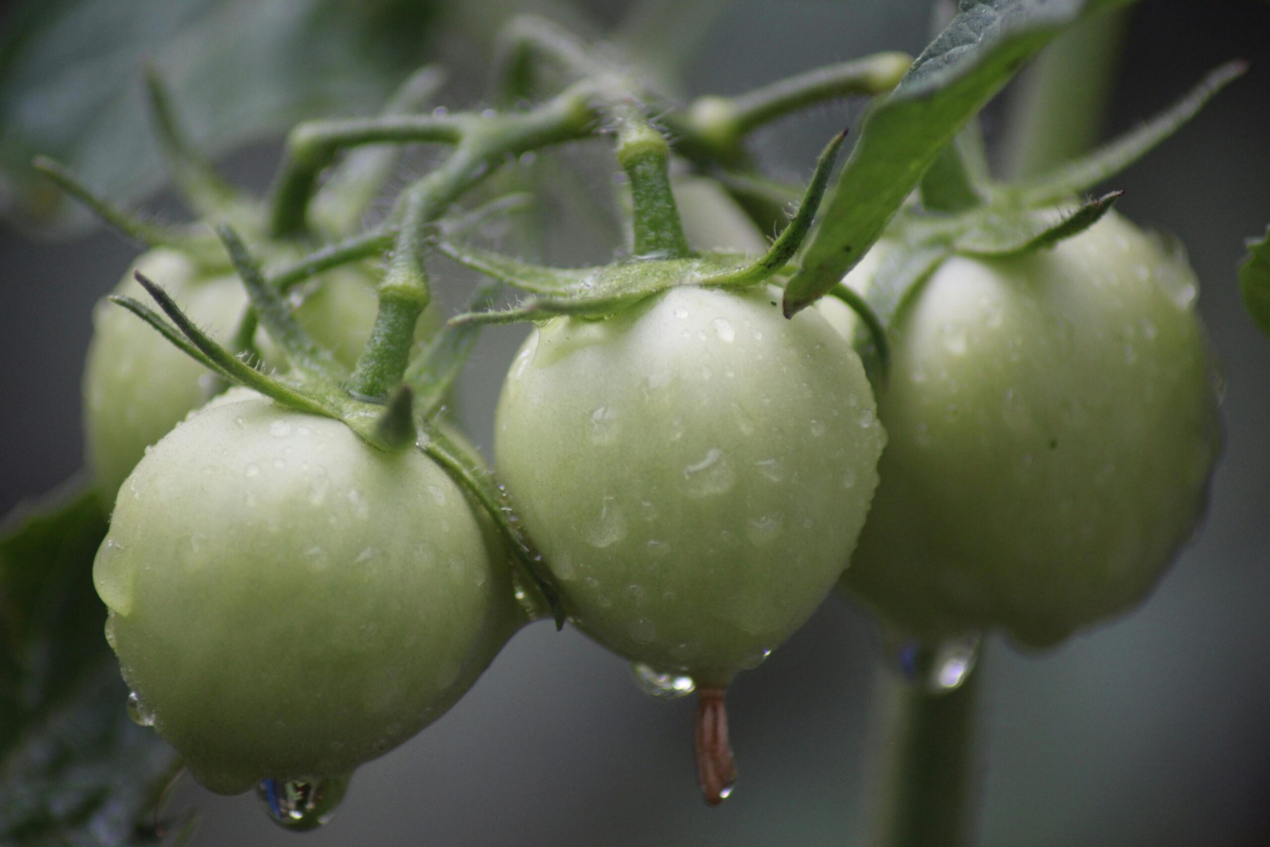 Beslenme ipuçları Beslenme ipuçları